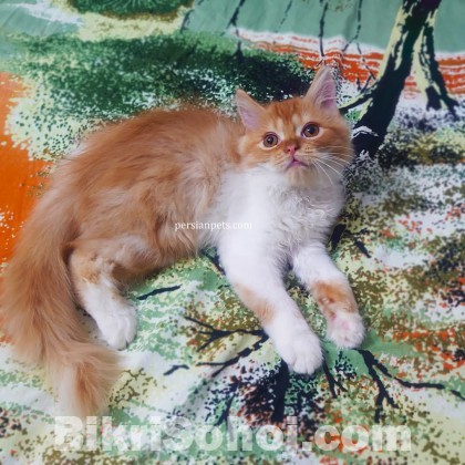 persian male cat kitten